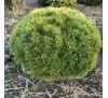 Сосна крючковатая Грюн Велль (Grune Welle) С2